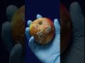A cycle of an apple #timelapse #time #speedup #timesreveal #relaxing