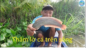 916 | Lờ cải tiến chuyên bắt cá lóc cá trê | Fishing
