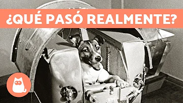 ¿Ha enviado la NASA un perro al espacio?