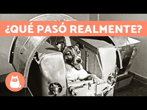 Video: ¿El sputnik tenía un perro dentro?