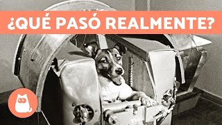 La VERDADERA HISTORIA de Laika, la PERRITA ASTRONAUTA