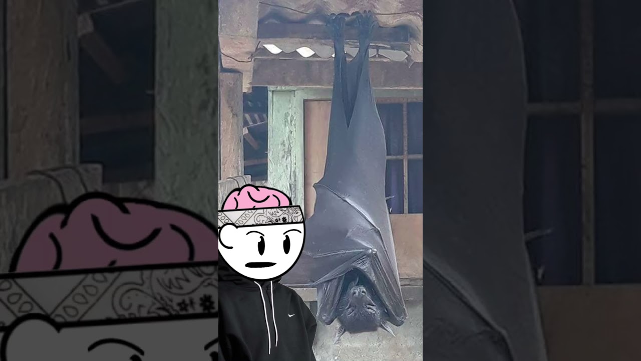 Летучая мышь размером с человека?!! (Летучая лисица)