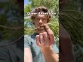Healthiest Carrot in the World #shorts #foraging #survival #outdoors