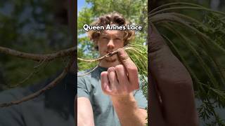 Healthiest Carrot in the World #shorts #foraging #survival #outdoors