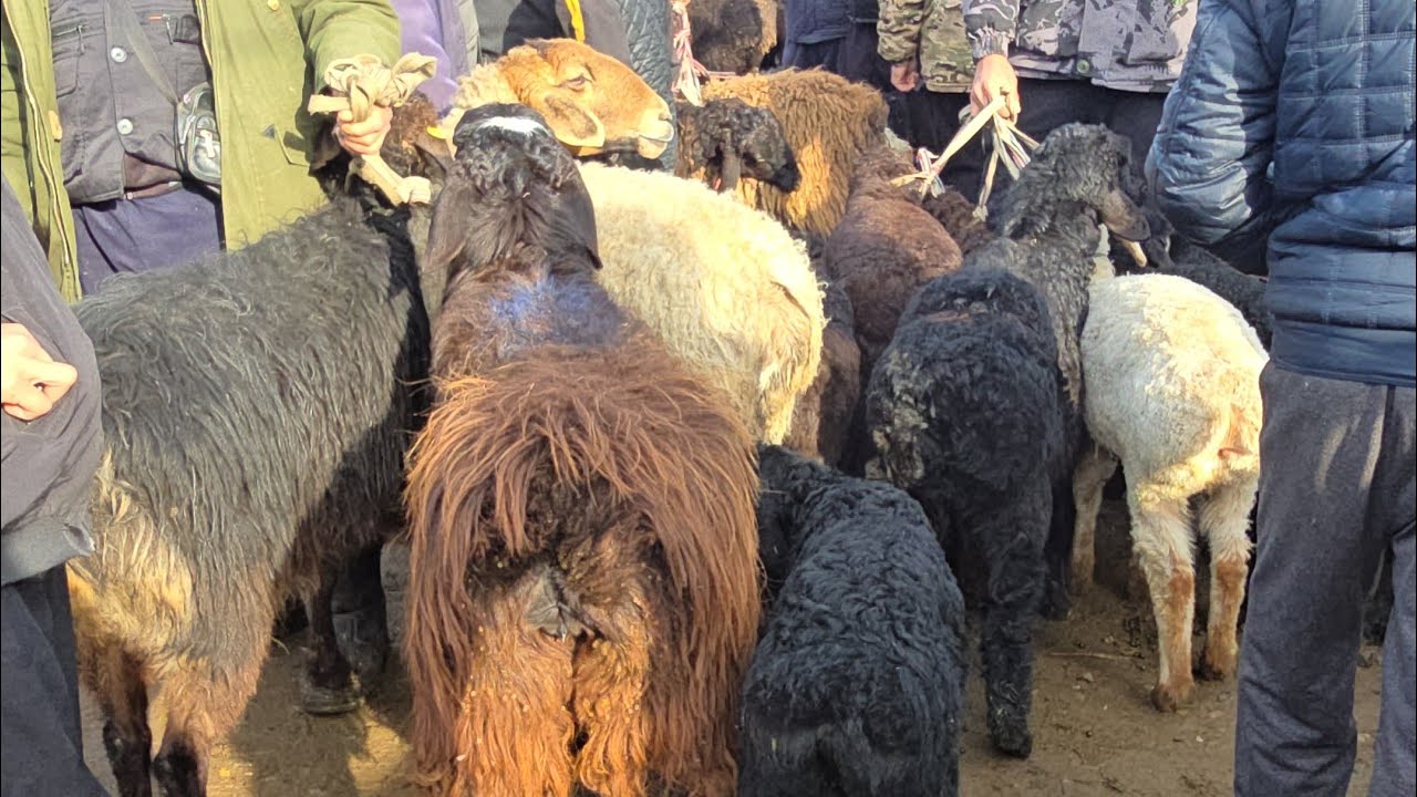 НООКАТ АРАЛ КОЙ БАЗАР 08.03.2026 #байкж 