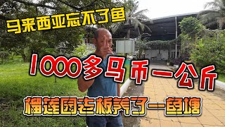 马来西亚忘不了鱼，1000多马币一公斤，榴莲园老板养了一鱼塘