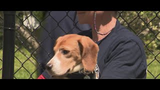 Celebrity Paws of War gives second chance to rescued beagles on Long Island Profile