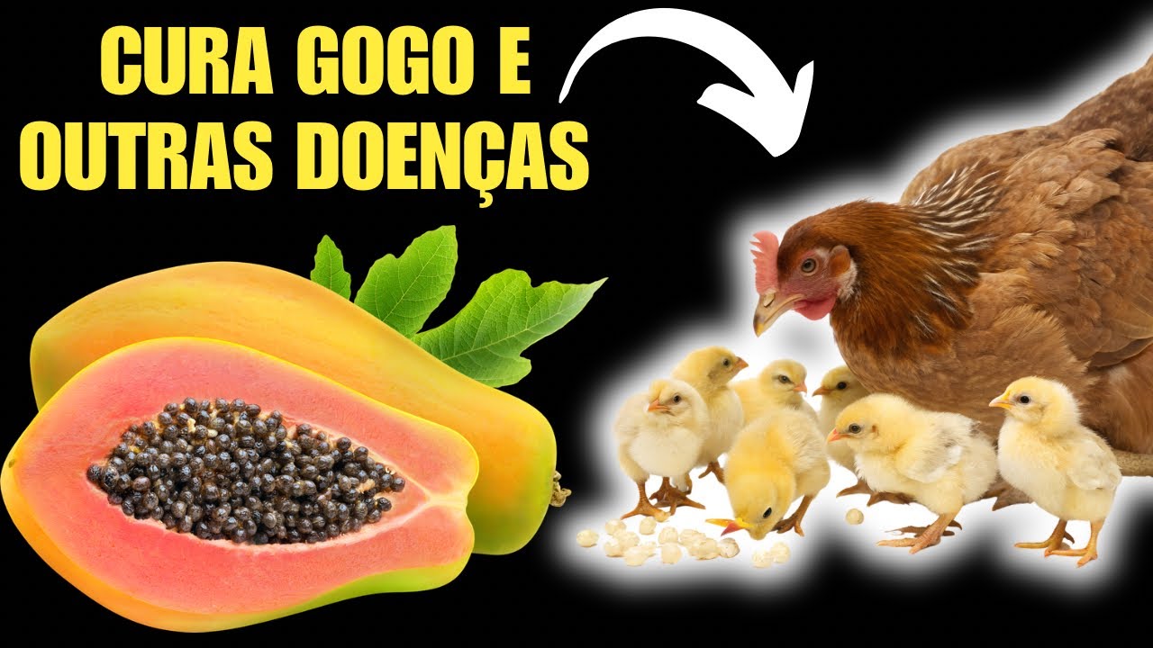 Veterinário nenhum te ensina isso, PARE DE PERDER GALINHA PRA GOGO E COCCIDIOSE! 