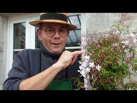 Vidéo: 3 façons de conserver les graines de tomates pour l'année prochaine