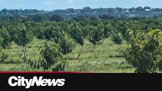 Flooded Niagara crops start showing signs damage