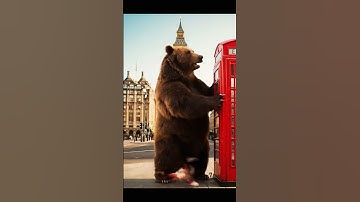 Bear Uses Phone Booth as Scratching Post 🐻📞 #shorts