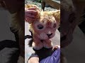 Furreal Für real Friends Lion Simba löwe baby