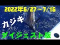 カジキ釣り2022.627～7/16のダイジェスト/ﾄﾛｰﾘﾝｸﾞ沖縄釣船「ｸﾚｰﾝｽﾞ鶴丸」