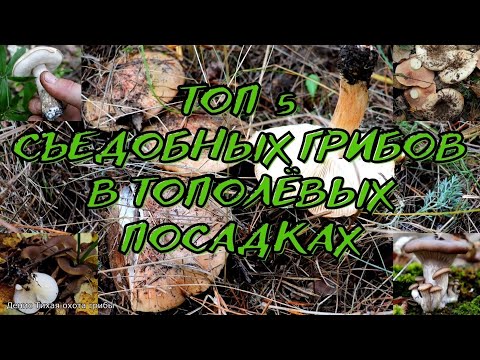 ТОП 5 съедобных грибов в тополёвых посадках