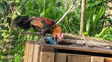 Los saib kuv cov qaib dib