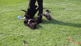 Miniature Bernedoodle Puppies for Sale