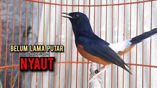 murai batu gacor AMPUH buat PANCINGAN murai batu agar bunyi JADIKAN burung murai gacor EMOSI