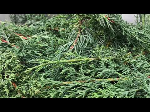 วีดีโอ: Cypress (67 รูป): การดูแลต้นสนที่บ้าน ลักษณะของปีใหม่และถั่วไซเปรส, ทูสและสายพันธุ์และพันธุ์อื่น ๆ