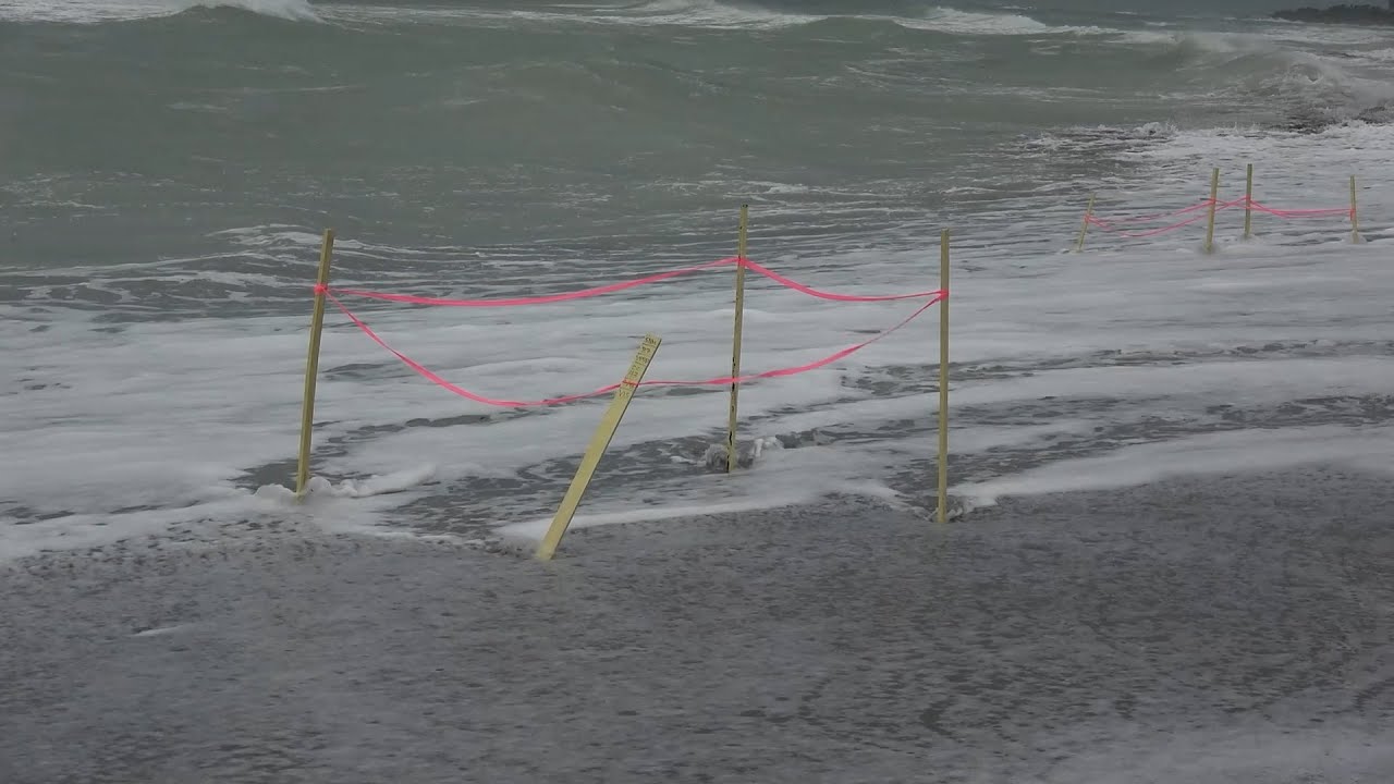Tropical Storm Debby Impacts Sea Turtle Nest And Marinas, Venice, FL - 8/4/2024