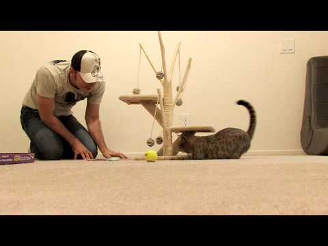 funny cats sleeping in weird positions compilation 2014 funnyplox MEAN KITTY - Sparta's New Toy