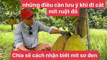 Những điều anh chị em cần lưu ý khi đi cắt mít ruột đỏ và cách nhận biết mít sơ đen…!