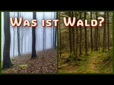 Video: Was Ist Wald