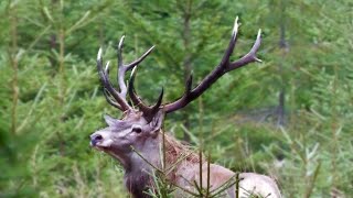 Hirschjagd in den Karpaten 1/3  - Red stag hunting in the Carpathian Mountains 1/3
