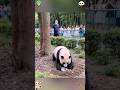 The baby panda hid the apple 🍎🐼 #panda #cute #funny #cutepanda #viral