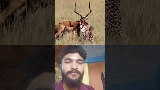 khatarnak cheta bagha 😱 #duet #wildliferescue #animals