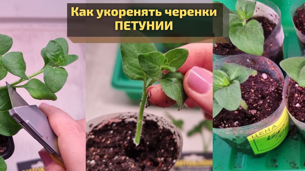 Укорененные черенки петуний купить