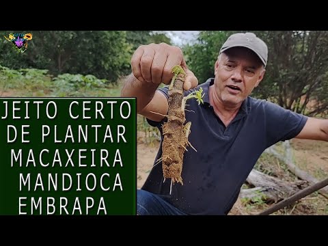Vídeo: Cultivando plantas de mandioca - melhor tipo de solo para mandiocas