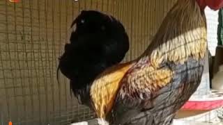 Ayam Pingsan Setelah Berkokok