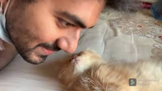 Cute Persian Kitten Beautiful Moment | Persian Cat by Persian Cat 810 views 6 months ago 1 minute, 8 seconds