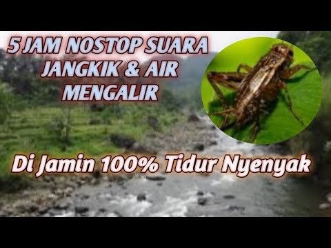 8 Jam Seperti Tidur Di Hutan    Suara Jangkrik Dan Serangga Hutan Pengantar Tidur