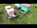 Признаки безматочной семьи