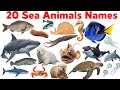 20 Sea Animals Name for Kids | Learn Sea Animals in English with Pictures #educationalvideo 