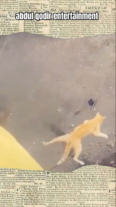 cats jump from heights #shorts #viral #cat #animals