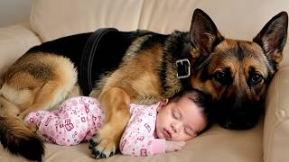 Собака Не Оставляла Младенца Ни На Минуту — Правда Шокировала Родителей!