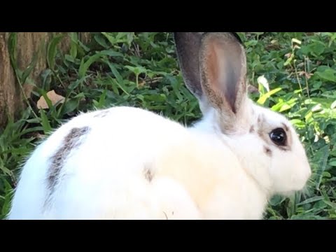 Video: Columbia Basin Pygmy Rabbit