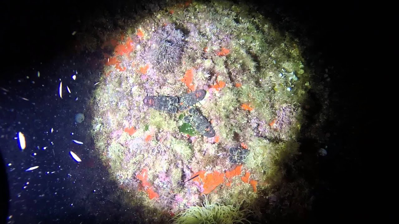 santiagui-os-o-buj-as-scyllarus-arctus-youtube