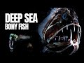 Marine Fish and Their Adaptations