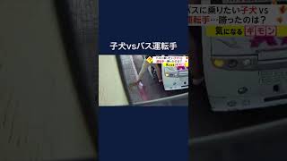 バスに乗りたい子犬 VS 運転手 勝ったのは トルコ #shorts