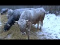 Пришла зима/коровы в метель/с наступающим Новым Годом!