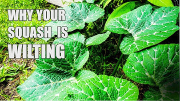 My squash leaves keep wilting during the day