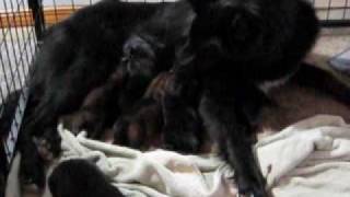 100313Pups.avi