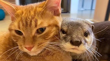 Best friends! An otter can