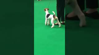 Crufts 2020 Wire Fox Terrier (dog)