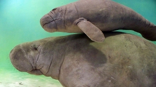 Florida's manatees aren't endangered anymore