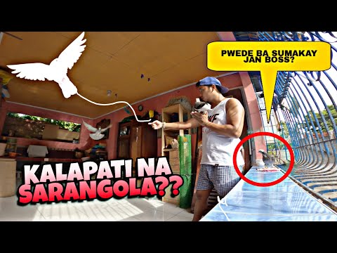 Video: Paano manghuli ng weasel: mga bitag, mga bitag. Ano ang gagawin upang hindi umakyat ang weasel sa manukan