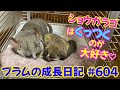 Bushbaby Plum's Growth Diary ショウガラゴ プラムの成長日記 604